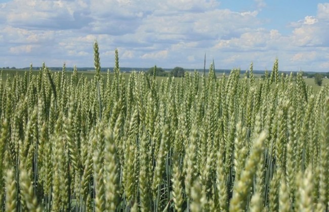 Два социальных продукта подорожают в Украине