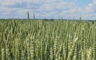 Два социальных продукта подорожают в Украине