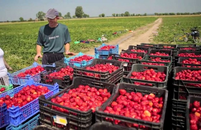У Польщі мають намір змінити умови для сезонних працівників