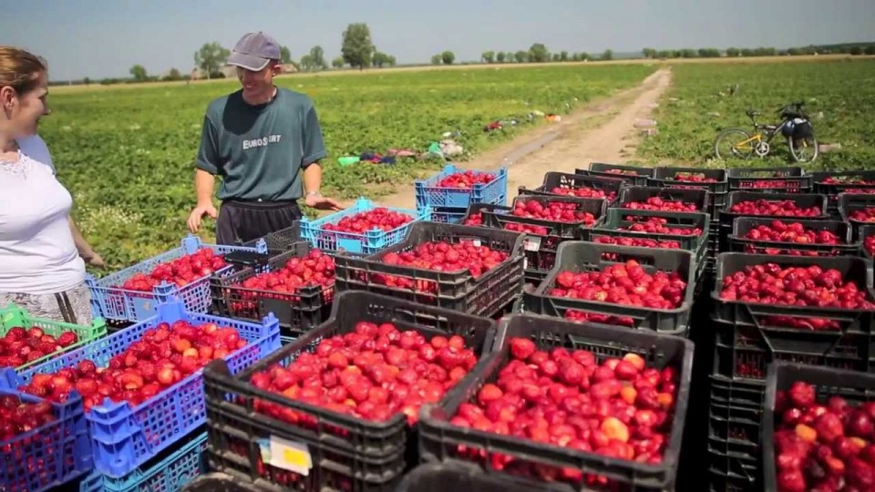 В Польше намерены изменить условия для сезонных работников