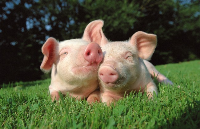 Украинцы отказываются от употребления свинины