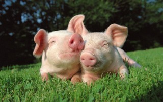 Украинцы отказываются от употребления свинины