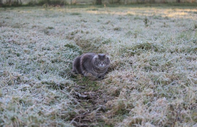 Киевлян предупредили о заморозках в столице