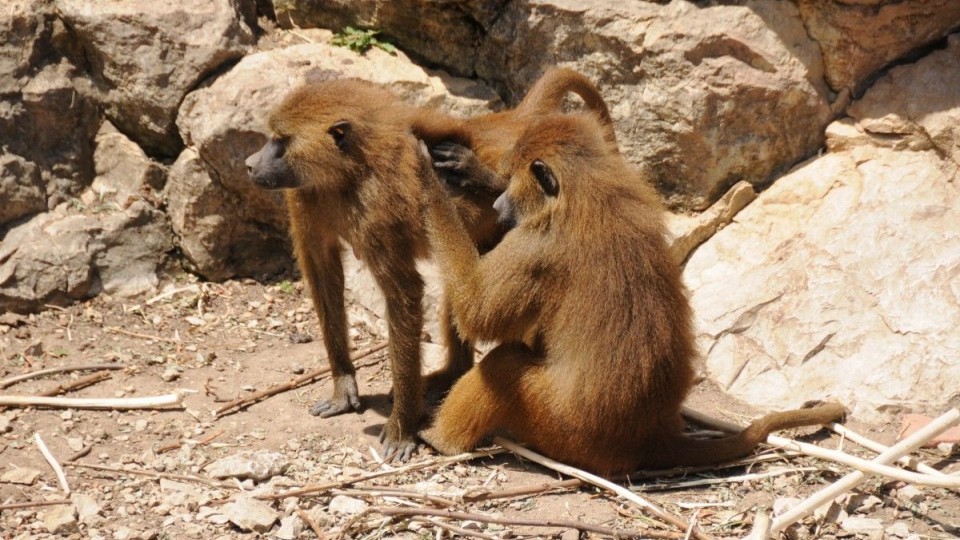 В Харьковской области обезьяны оторвали работнику зоопарка пальцы и ухо
