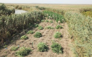 В Одесской области обнаружена плантация конопли (фото, видео)