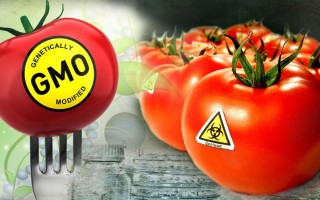 Депутаты предлагают ужесточить контроль оборота ГМО-продукции