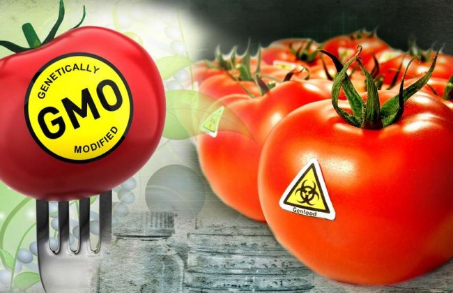 Депутаты предлагают ужесточить контроль оборота ГМО-продукции