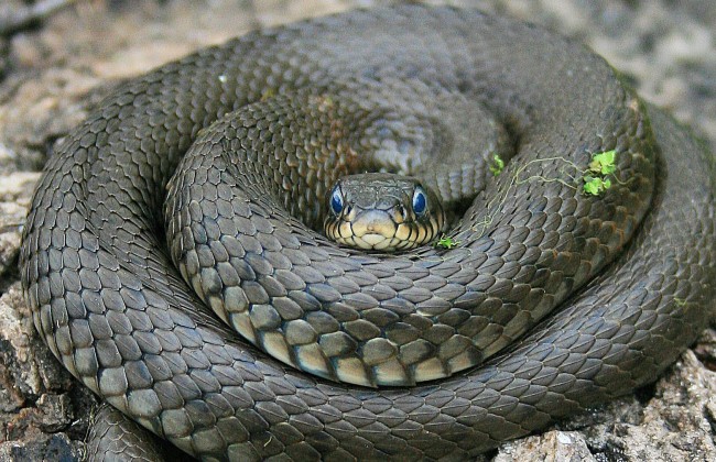 Киевлян напугала огромная змея на Оболони (фото)