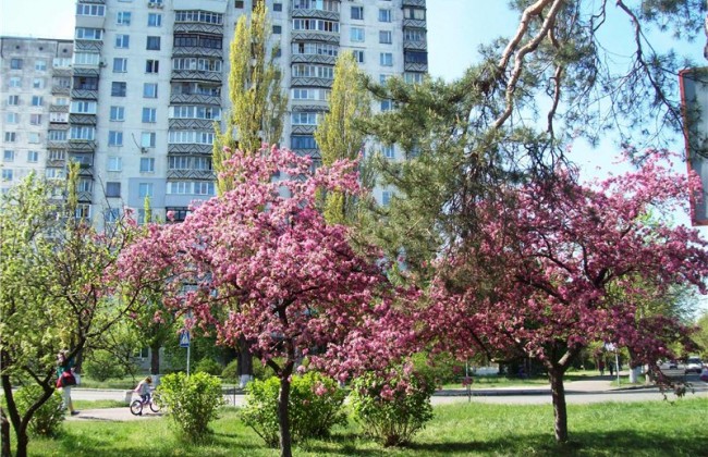 Невероятная красота: киевлян порадуют новой аллеей с сакурами