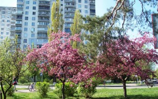 Невероятная красота: киевлян порадуют новой аллеей с сакурами