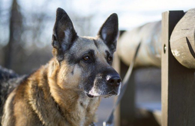 Большая собака напала на двухлетнего ребенка в Киеве: хозяин не вмешивался