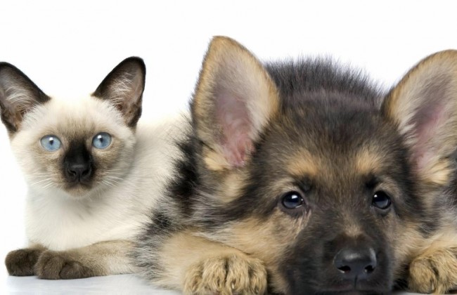 Депутаты предложили запретить разводить животных