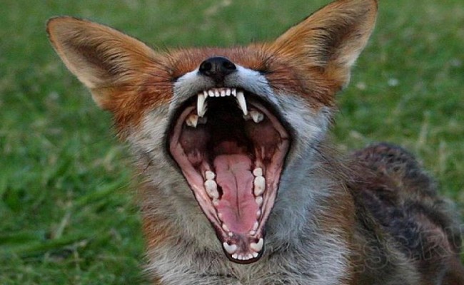 В Киеве фиксируют случаи бешенства: что нужно знать и как уберечься