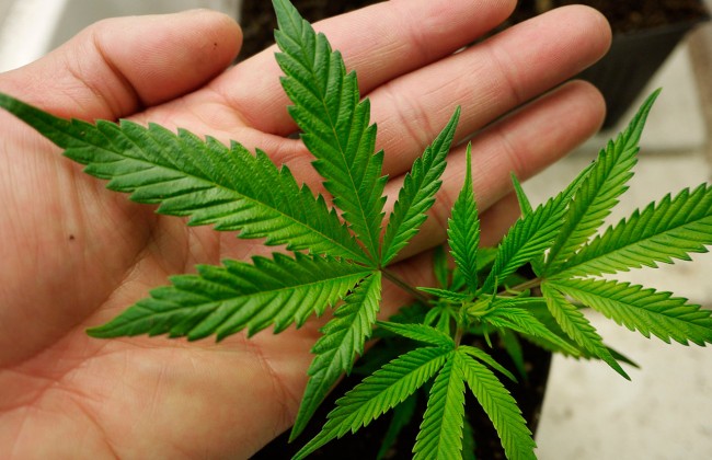 Марихуана в Украине: легализация или декриминализация