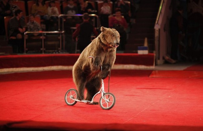 Киевсовет выступил за запрет передвижных цирков с животными