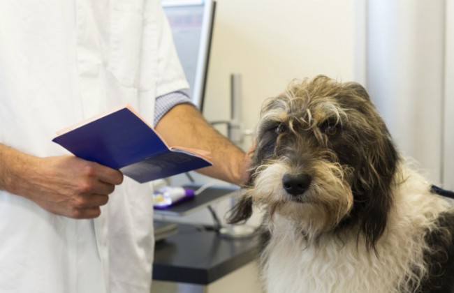 Паспорт для питомца: в Украине хотят регистрировать домашних животных