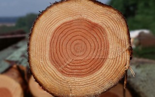 ДТП в Киеве: водитель лесовоза уснул за рулем