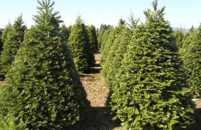 Во сколько обойдется украинцам новогодняя елка к праздникам