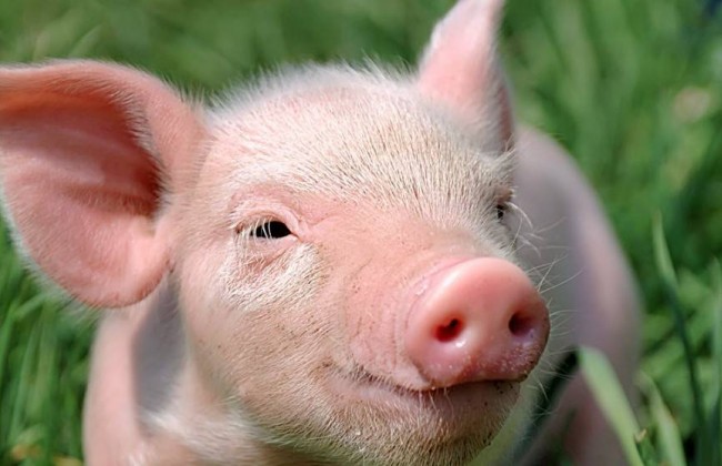 Беларусь перестанет импортировать свинину из четырех областей