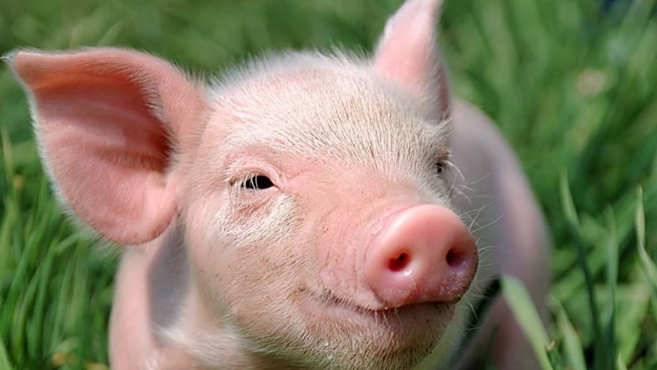 Беларусь перестанет импортировать свинину из четырех областей
