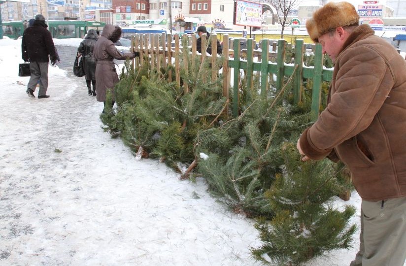 Во сколько киевлянам обойдутся новогодние елки