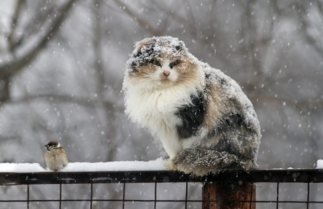 Будет циклон: киевлян предупредили о резком ухудшении погоды