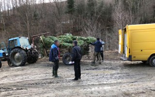 В Ивано-Франковской области прикрыли «схему» вырубки елок
