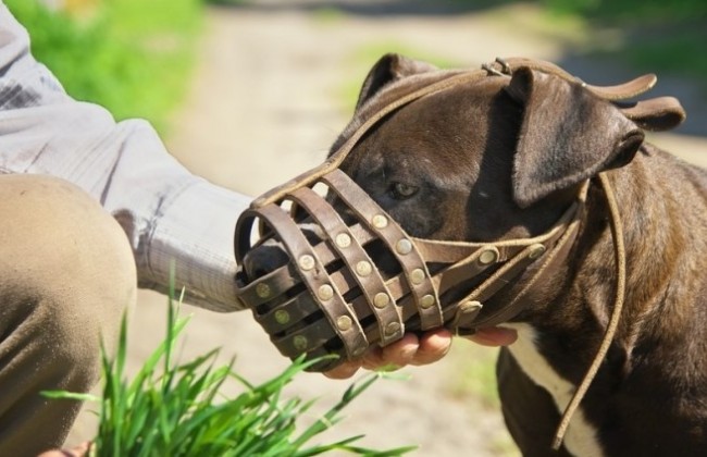 Содержание домашних животных: что грозит владельцам в случае нарушений