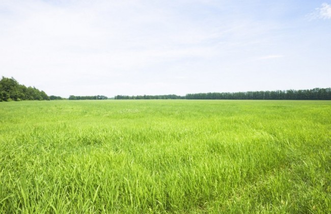 Суд отказал иностранцу в продлении срока отчуждения земли