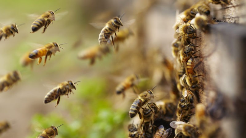 В ЕС приняли Всемирный день пчел