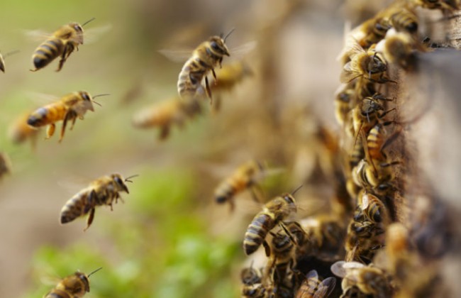 В ЕС приняли Всемирный день пчел