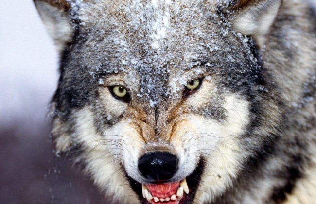 В Черниговской области на жителей напала волчица