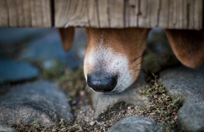 Изверг в Киеве жестоко поиздевался над собакой
