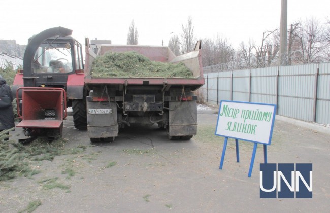 Стало известно, как избавиться от елки и помочь городу