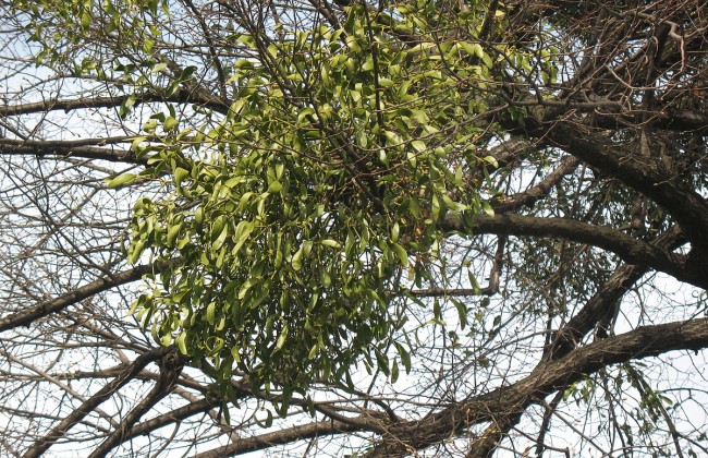 У киевлян паника из-за опасного растения