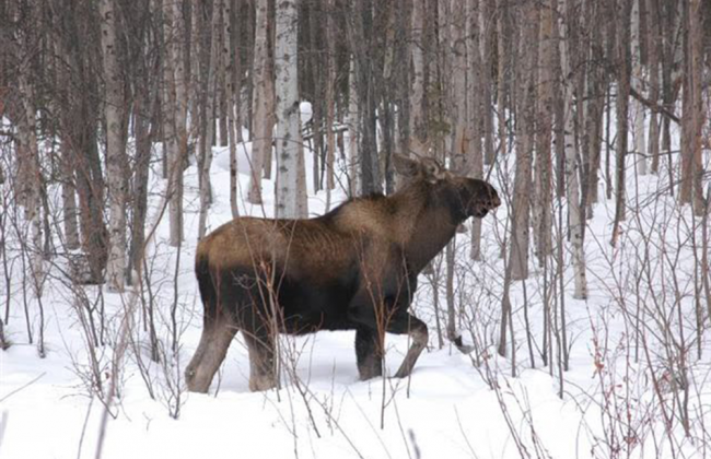Содрали шкуру: киевлян ошеломило жестокое убийство беременного животного