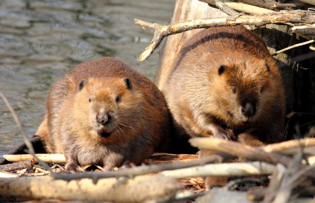 Украинцы в ярости: студент убил бобров и похвастался этим