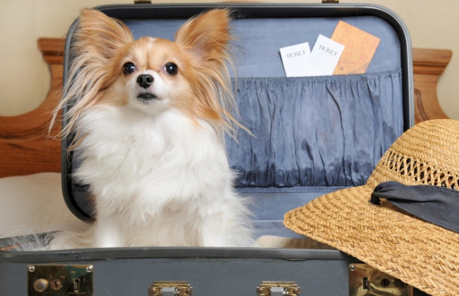 Паспорта для кошек и новые сюрпризы: что следует знать украинцам, которые летают за границу с животными