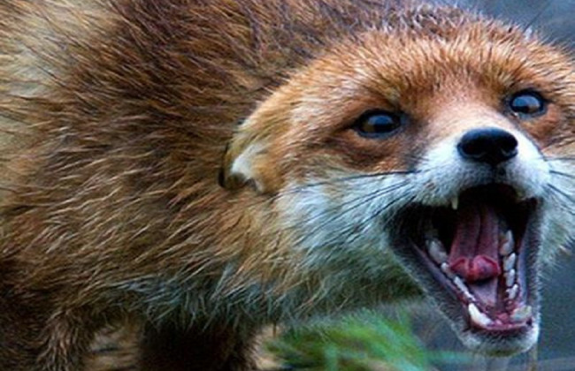 Бешенство в одной из областей Украины поставило людей «на уши»