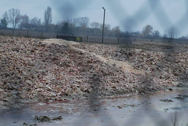 Мертвая курятина кругом: под Киевом бьют тревогу из-за катастрофы