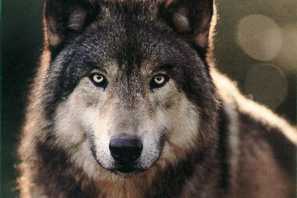 Волк разгуливал в одном из сел Украины и бросался на людей