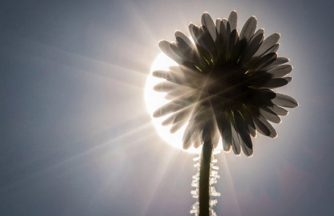До +16 градусов: синоптики рассказали о погоде на «Вербное воскресенье»