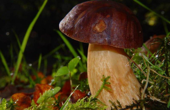 Кому и почему нельзя есть грибы: медики объяснили