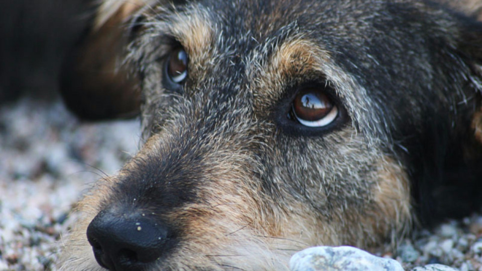 Под Киевом открыли дело за жестокое обращение с животным