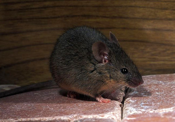 В одном из детских садиков малышей кормили крупами с мышиным пометом