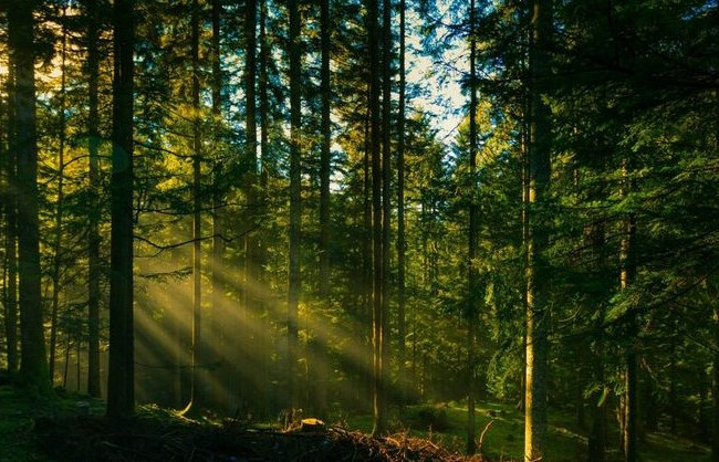 Уничтожил деревьев на 90 тысяч: под суд пойдет лесоруб