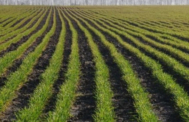 Махинации фермеров: прокуратура через суд возвращает государству 87 га земель