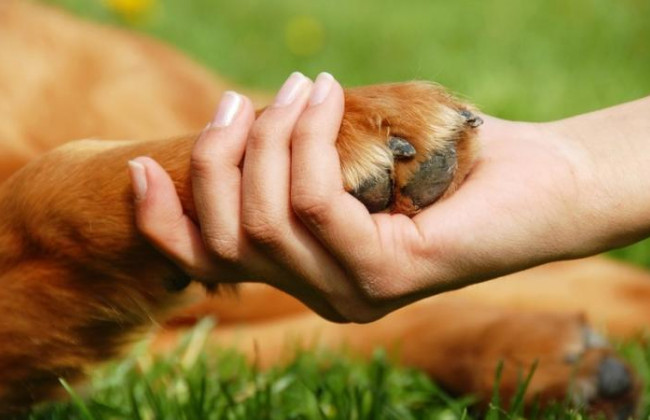 Владельцам собак готовят большие штрафы