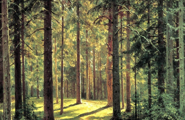 Украинцам показали самый большой искусственный лес в мире