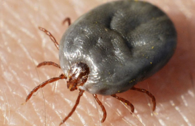Как избавиться от клещей: назвали эффективный способ